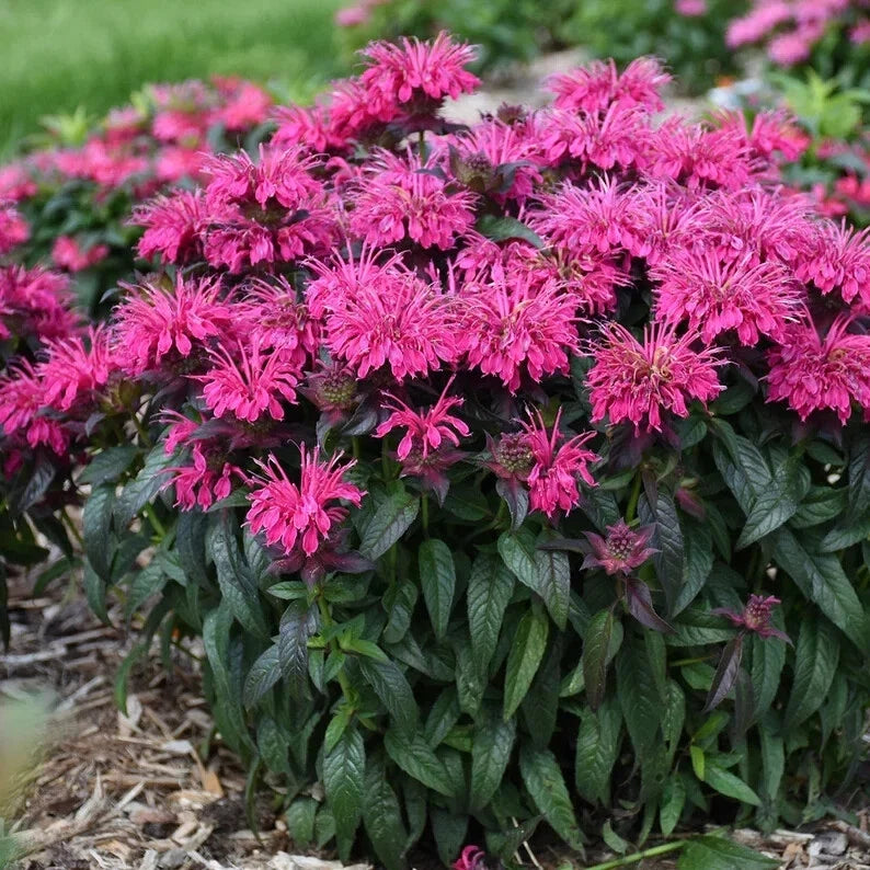 Berry Bee Balm Seeds - 100 Pack - Hummingbird Flower Seeds - Monarda didyma - US 1314