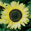 Lemon Queen Sunflower Seeds - 50 Pack - Helianthus annuus - Bright Yellow Blooms for Garden Planting
