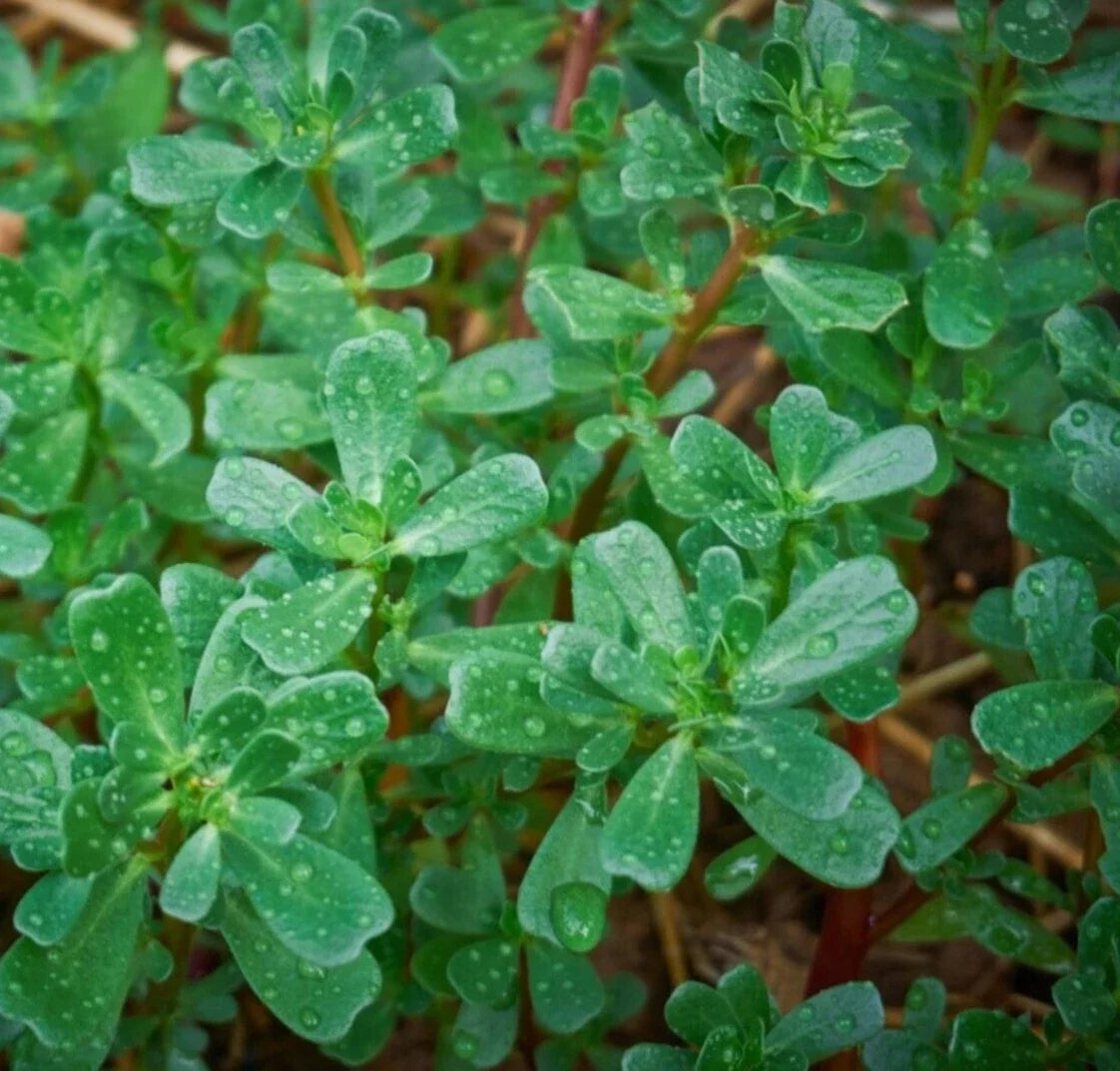 Purslane Seeds 2000+ Green Portulaca Oleracea Herb Groundcover Plants