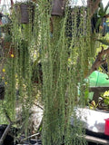String of Bananas Cuttings 20 Pieces 8" Long Senecio Radicans Succulent Plant