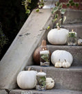 White Pumpkin Seed Collection - Ghost Pumpkin, Casper, Baby Boo - Cucurbita pepo