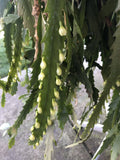 Lepismium Houlletianum Cuttings - 4 Pack Succulents Cactus for Indoor Gardening