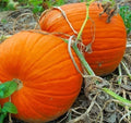 Large Heirloom Pumpkin for Carving - Flat Bottom & Thick Flesh - Ideal for Halloween Decor and Cooking - Cucurbita pepo