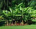 Cold Hardy Banana Tree Starter Plant - Small Rooted Musa - Live Tropical Plant for Indoor/Outdoor Gardens