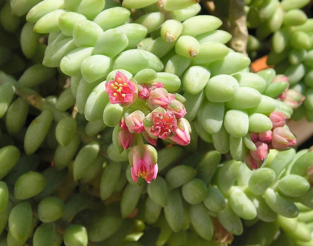 Unrooted 4" Donkey Tail Cutting - Hanging Sedum Morganianum - Succulent Plant Cutting + Free Gift