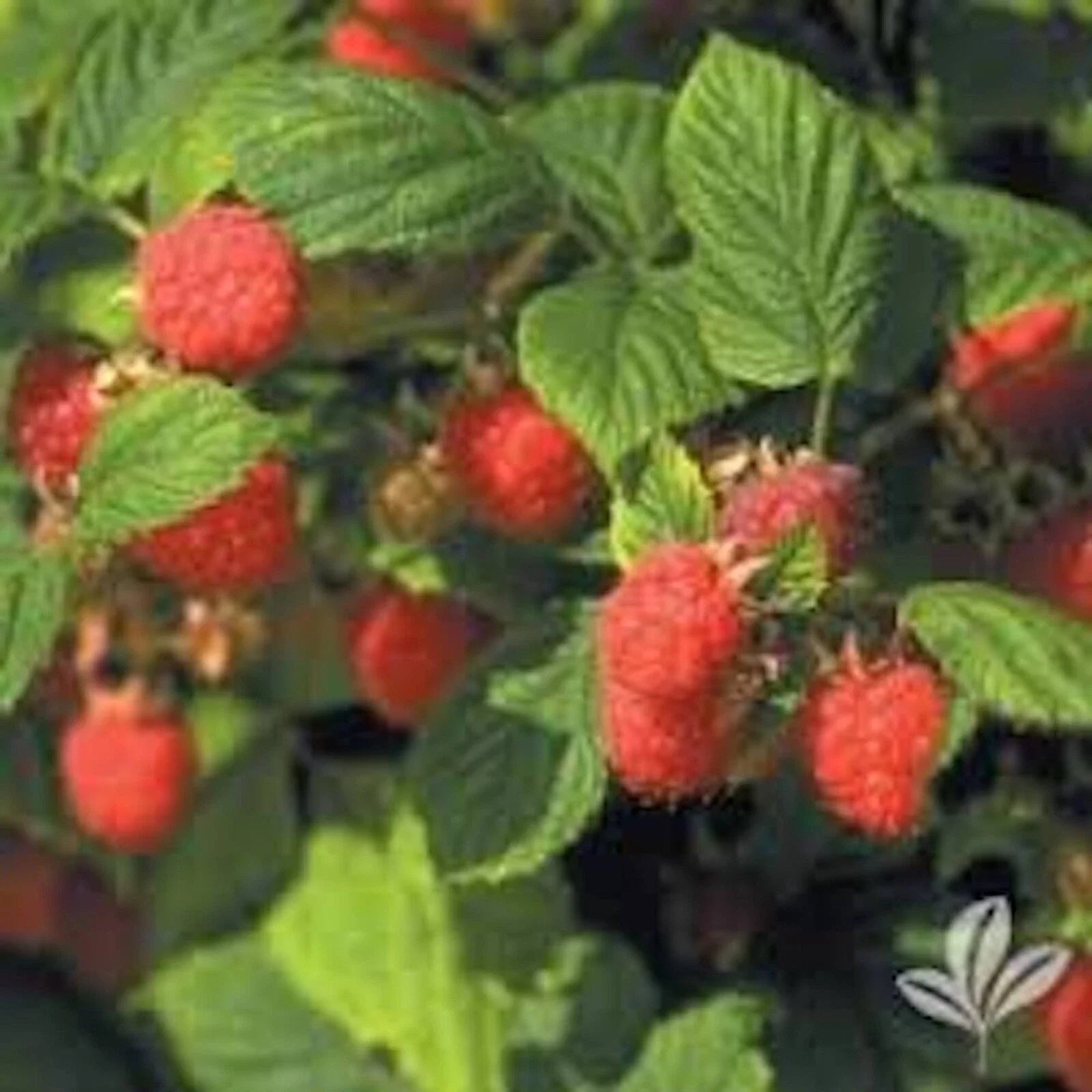 Nantahala Red Raspberry Plant - 5 Bare Root Edible Rubus - Cold Resistant, Thrives in Zones 4-9, Perfect for Gardening