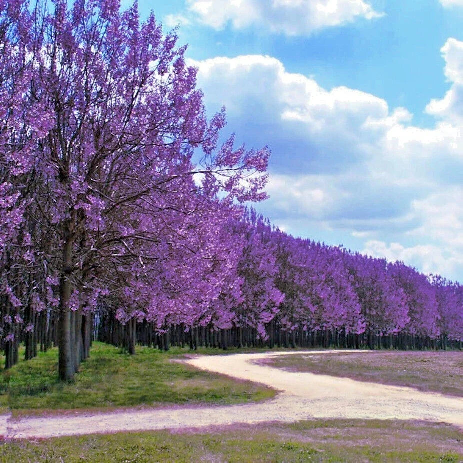 Royal Empress Tree Seeds - 50 Count - Paulownia tomentosa - Fast Growing Tree for Landscaping and Reforestation
