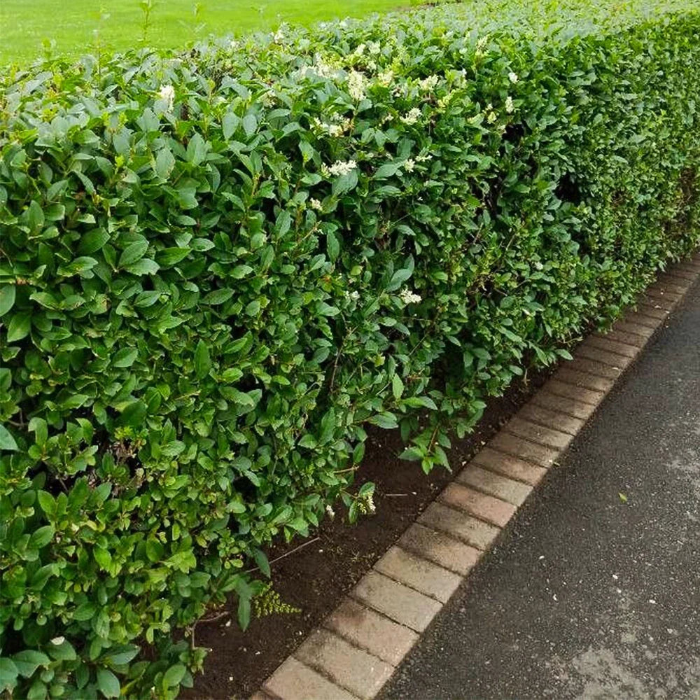 Common Privet Starter Bush - Bare Root - Ligustrum vulgare - Ideal for Hedges and Privacy Screens