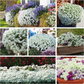 500 White Alyssum Clover Seeds | Ground Cover | Snow White Thyme | Low Maintenance, Drought Tolerant Plant