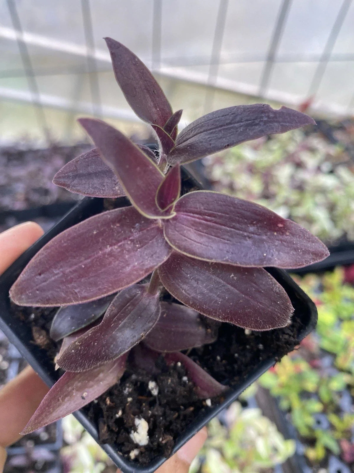 Dark Desire Wandering Dude Plant, 3” Pot, Rare Tradescantia, Live Houseplant, Unique Foliage, Indoor Plant Decor