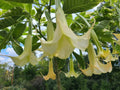 Variegated Brugmansia Cuttings | Angel's Trumpet Unrooted | Brugmansia Sanguinea