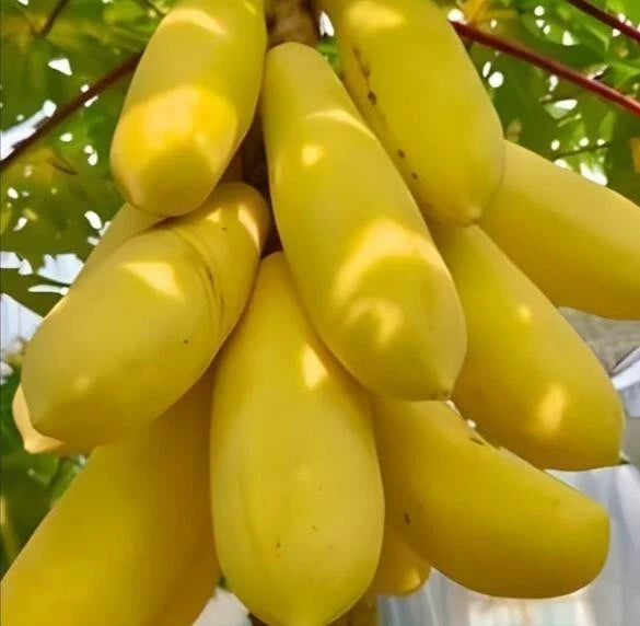 Golden Papaya Seeds Packet - 26 Seeds - Mini Potted Plant - Carica papaya