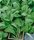 Large Leaf Sorrel Herb Seeds - Non-GMO Organic - 250+ Open Pollinated - Rumex acetosa