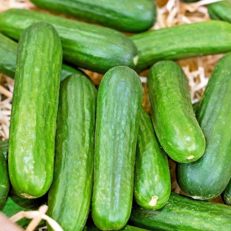 Muncher Cucumber Seeds - Organic Summer Vegetable for Patio & Garden - Easy to Grow - Cucumis sativus