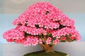 Flowering Bonsai Tree Seeds - 20 Seeds - Judas Tree (Cercis siliquastrum) - Unique Flowery Foliage