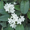 Madagascar Jasmine Starter Plant - Small Rooted Green Leaf Stephanotis - Fragrant Flowering Houseplant
