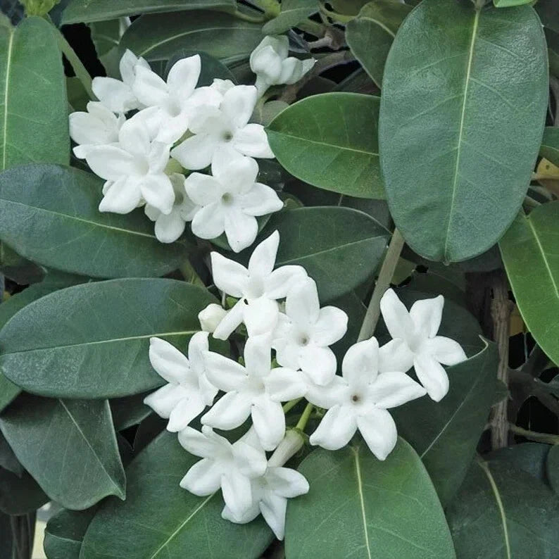 Madagascar Jasmine Starter Plant - Small Rooted Green Leaf Stephanotis - Fragrant Flowering Houseplant