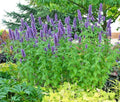 Purple Giant Hyssop Seeds - 101+ Pack - Native Wildflower for Pollinators - Drought & Heat Resistant - Agastache foeniculum