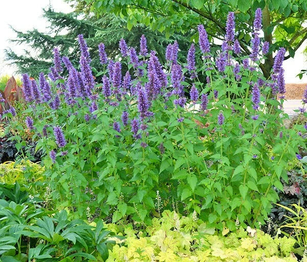 Purple Giant Hyssop Seeds - 101+ Pack - Native Wildflower for Pollinators - Drought & Heat Resistant - Agastache foeniculum