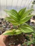 Rooted Cutting Tradescantia Fluminensis Live Houseplant | Green Variegated Indoor Plant