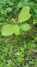 Organic Sassafras Tree Bare Root - 6 Pack, Ready to Plant - Sassafras albidum