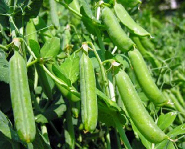 Thomas Laxton Peas Seeds, Heirloom Variety, 20+ Seeds, Perfect for Salads and Cooking, Pisum sativum