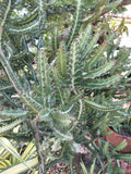 Large Dragon Bones Cactus Plant - Rooted Euphorbia Lactea Candelabra Milk Stripe Variety