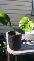 Philodendron Plant 1 Gallon Live Monstera Deliciosa Split Leaf Bare Root