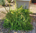 Portulacaria Afra "Mammoth" Elephant Plant Cuttings Lot (5) - Live Succulent, Easy Care, Indoor/Outdoor, Great for Gifts