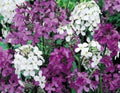 Dame's Rocket Seeds Mix - 100 Fresh Seeds in Mixed Colors - Hesperis matronalis - Free Shipping