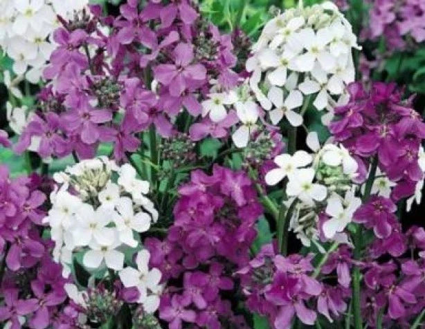 Dame's Rocket Seeds Mix - 100 Fresh Seeds in Mixed Colors - Hesperis matronalis - Free Shipping