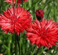Red Bachelor Button Seeds 400+ Tall Cornflower Flower Garden, Centaurea Cyanus