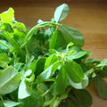 Fenugreek Seeds 200 Pack Non-GMO Trigonella foenum-graecum for Growing Herbs