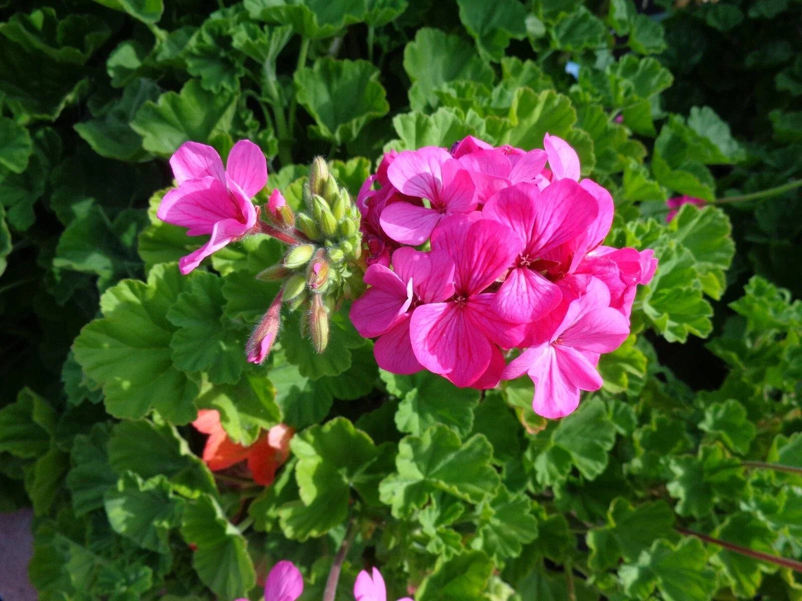 Hardy Pink Flower Geranium Cuttings - 30 x 6" Fresh Cuttings - Pelargonium spp.