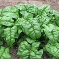Giant Nobel Spinach Seeds - 200+ Organic Heirloom Vegetable Seeds for Container Gardening - Easy to Grow