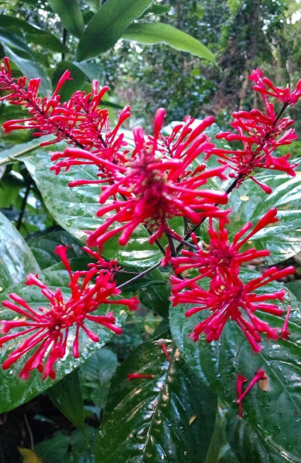 Fire Spike Red Plant - Rooted Starter - Odontonema strictum - Hummingbird Attracting Plant