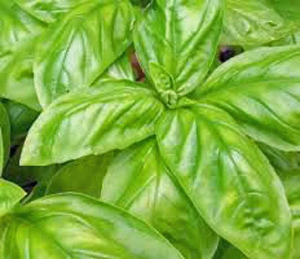 Basil Seeds - 500 Seeds, Italian Large Leaf, Heirloom, Non-GMO Herb, Ocimum basilicum