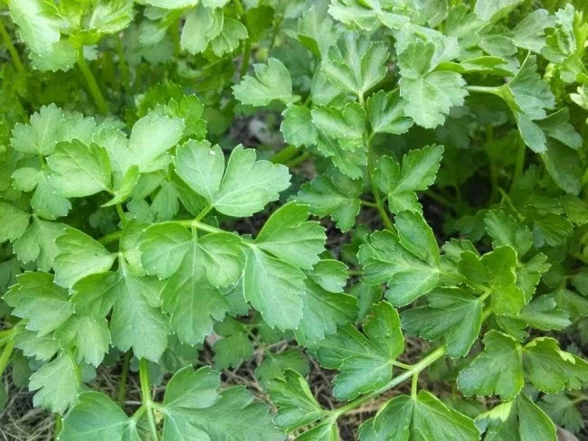Plain Parsley Seeds - 750+ Fresh Seeds - Petroselinum crispum - Culinary Herb for Gardening