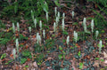 Live Rattlesnake Orchid Plant - 20 Root Systems - Perennial - Goodyera oblongifolia