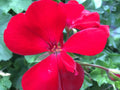 Ivy Zonal Geranium Cuttings 3 Deep Velvet Red Pelargonium
