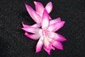 Christmas Cactus Starter Plant - Electra - Schlumbergera Truncata - Healthy Well-Rooted Small Plant for Home Decor