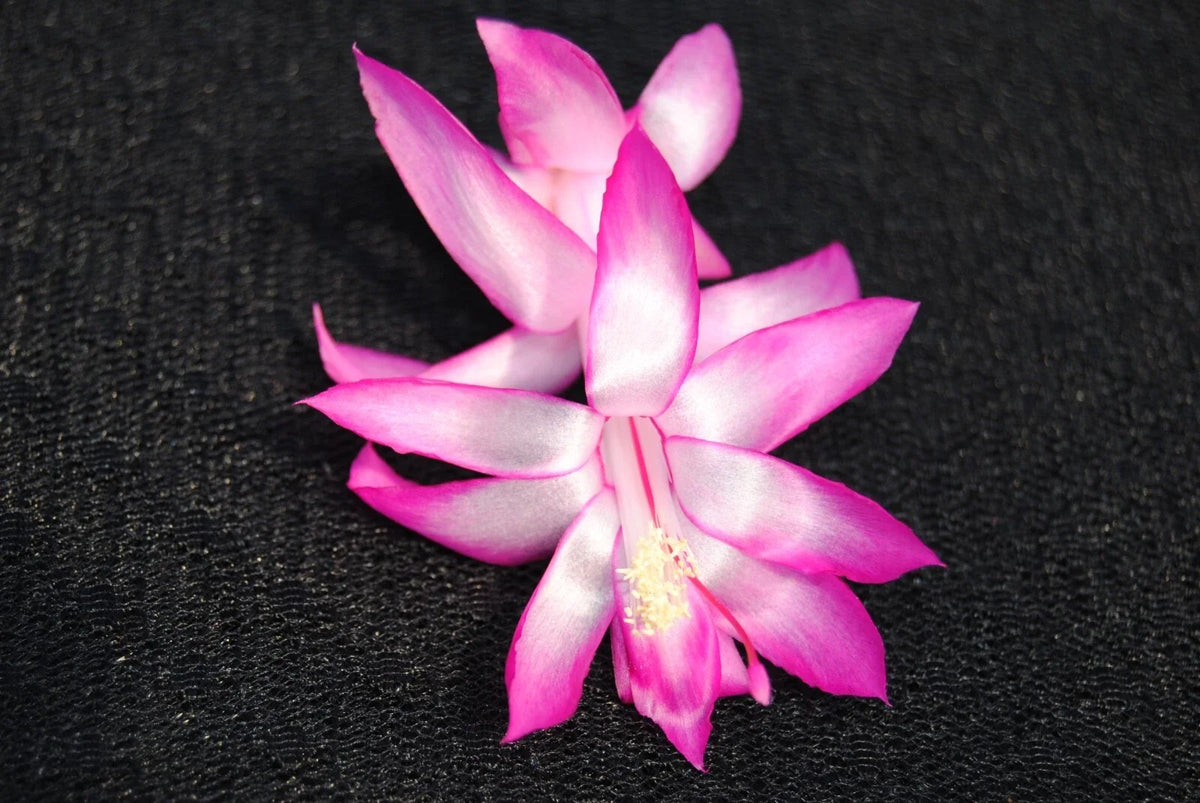 Christmas Cactus Starter Plant - Electra - Schlumbergera Truncata - Healthy Well-Rooted Small Plant for Home Decor