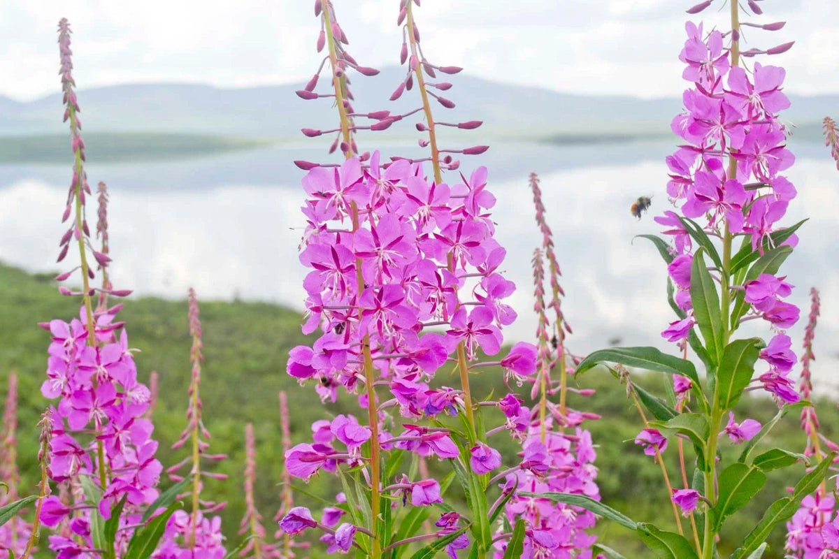 Fireweed Seeds - 300+ Count - Rosebay Willow Herb - Chamerion angustifolium - Native Medicinal Wildflower
