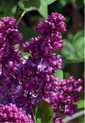 Congo Lilac Starter Plant 4-8” Small Well Rooted Syringa Vulgaris - Fragrant Flowering Shrub for Gardens