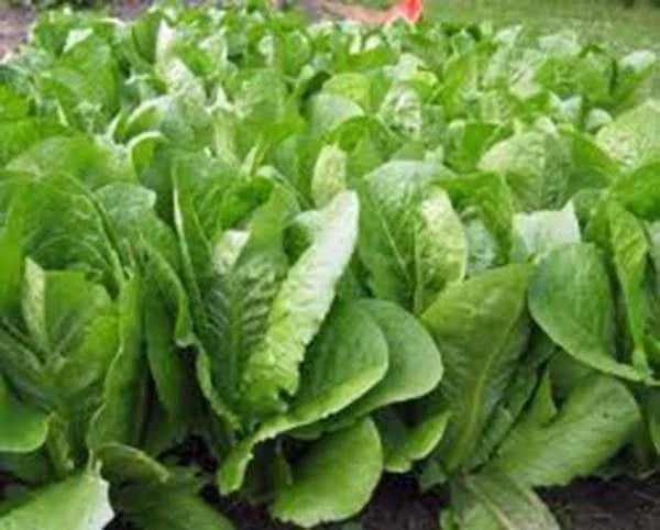 Romaine Lettuce Seeds - Paris Island Heirloom, Non-GMO, 50+ Seeds - Great for Home Gardening