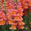 Potomac Orange Snapdragon Seeds - 1000+ Premium Seeds for Garden Planting - Antirrhinum majus