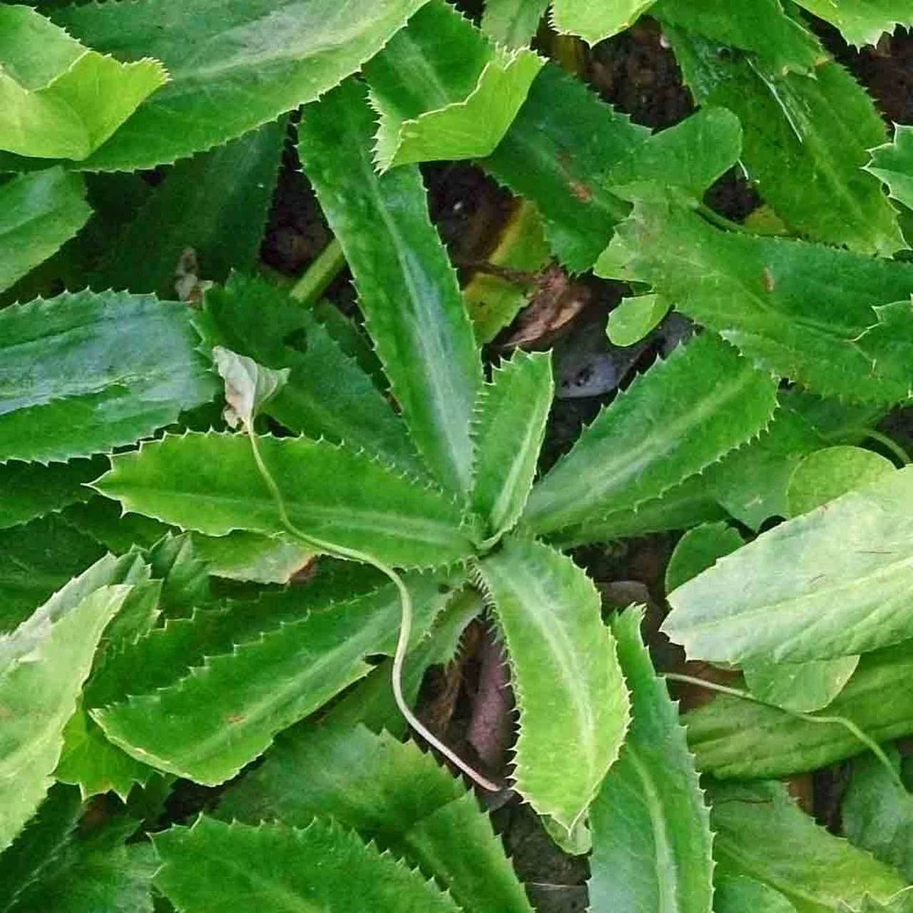 Culantro Seeds - 400+ Count - Ngo Gai Non-GMO Heirloom Herb - Perfect for 2025 Planting - Coriandrum sativum