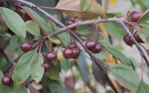 Royal Beauty Crabapple 25 Seeds - for Garden Planting - Malus 'Royal Beauty' - USA - Free Shipping