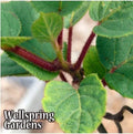 Tomuri Male Kiwi Plant - 3-Inch Pot - Actinidia chinensis - Live Green Kiwi Plant for Pollination and Fruit Production