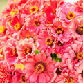 Salmon Queen Zinnia Seeds - 100+ Premium Flower Seeds for Garden Planting - Zinnia elegans